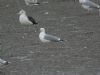 Yellow-legged Gull at Hole Haven Creek (Steve Arlow) (80661 bytes)